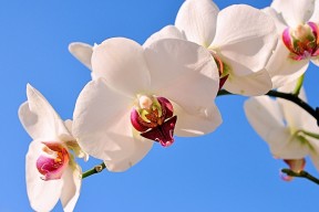 世界马术赛事检疫与运输合规手册第88版更新，马术世界锦标赛